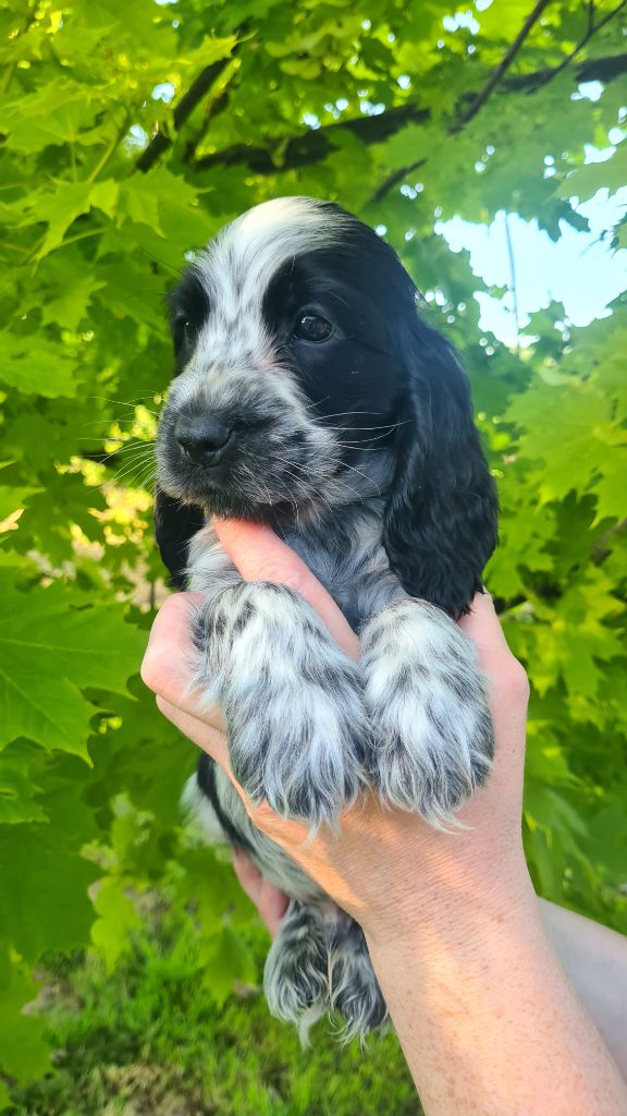 by Khirphileï - Chiot disponible  - Cocker Spaniel Anglais