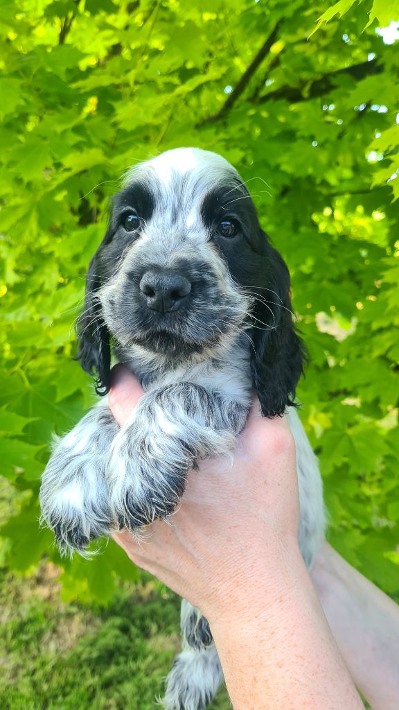 by Khirphileï - Chiot disponible  - Cocker Spaniel Anglais