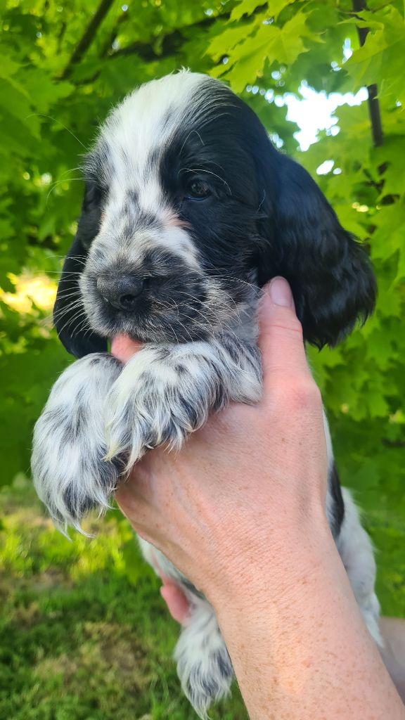 by Khirphileï - Chiot disponible  - Cocker Spaniel Anglais