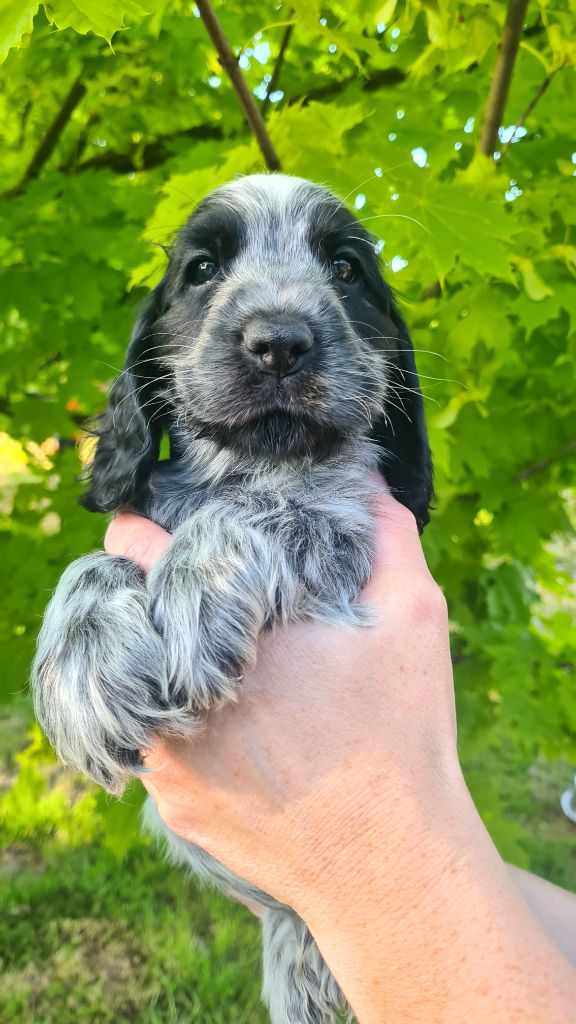 by Khirphileï - Chiot disponible  - Cocker Spaniel Anglais