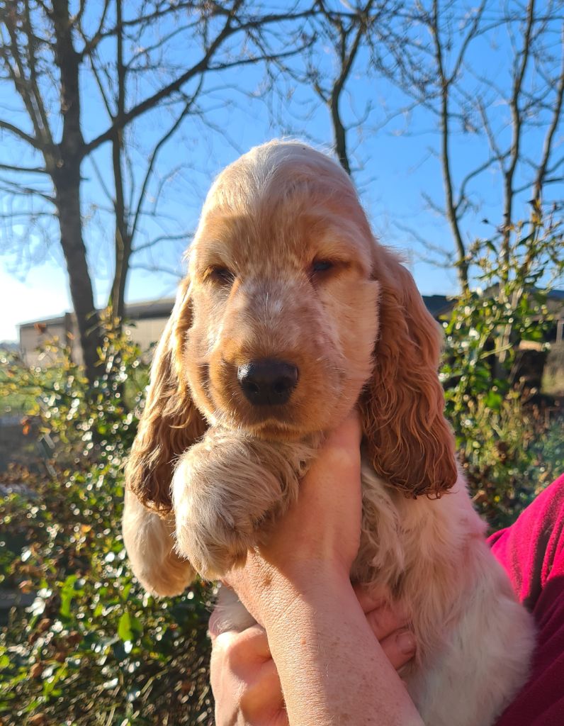 by Khirphileï - Chiot disponible  - Cocker Spaniel Anglais