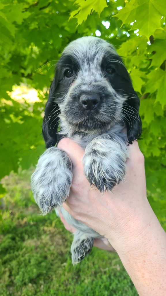 by Khirphileï - Chiot disponible  - Cocker Spaniel Anglais