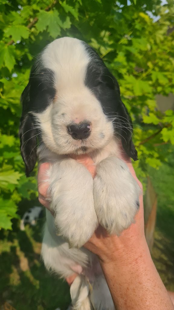 by Khirphileï - Chiots disponibles - Cocker Spaniel Anglais