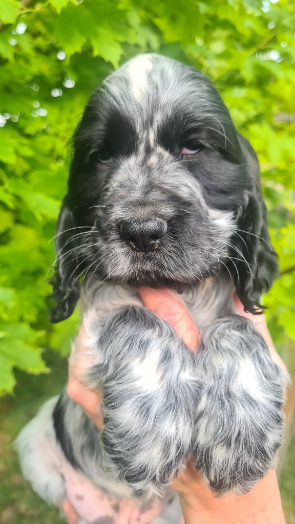 by Khirphileï - Chiots disponibles - Cocker Spaniel Anglais