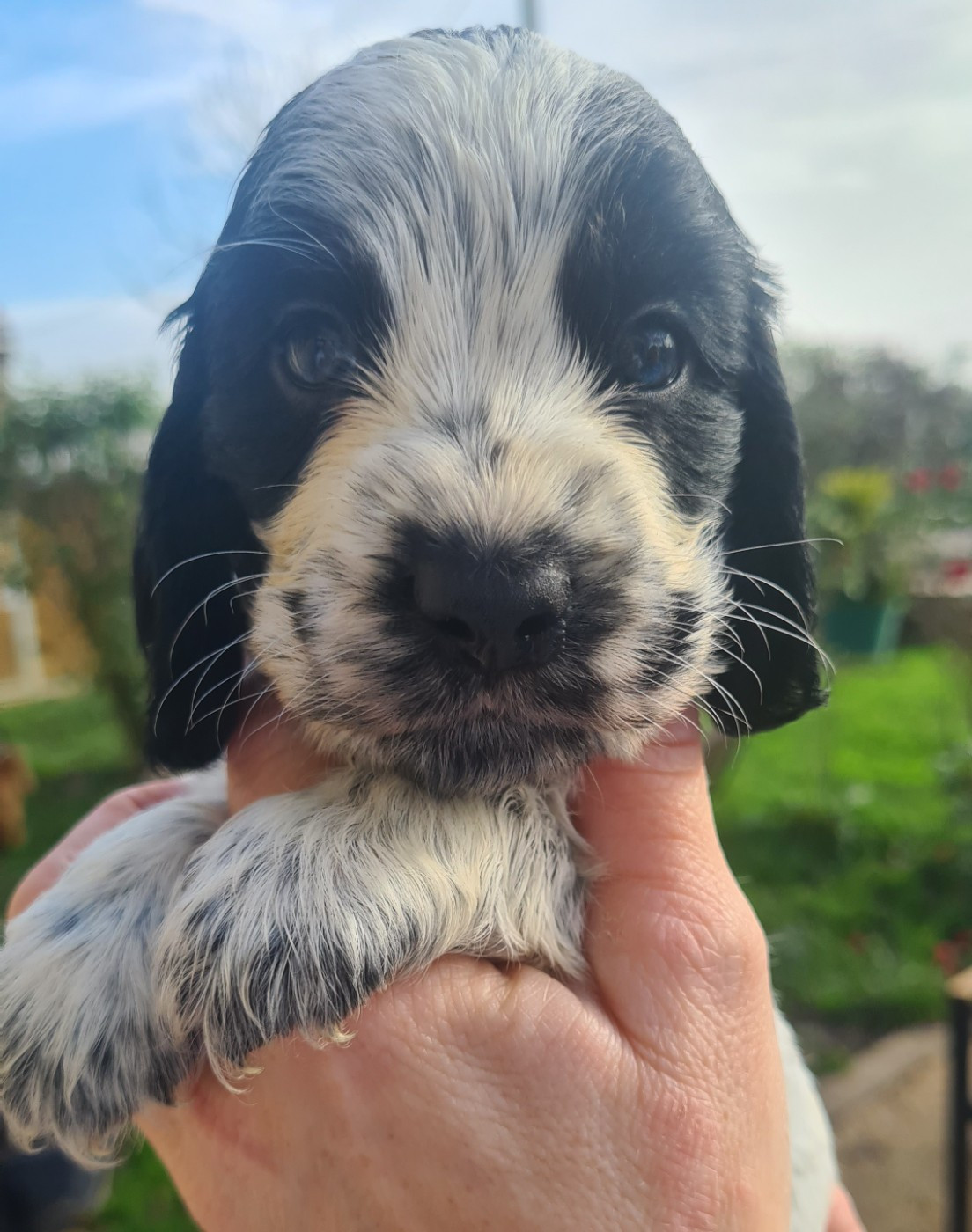 by Khirphileï - Chiots disponibles - Cocker Spaniel Anglais