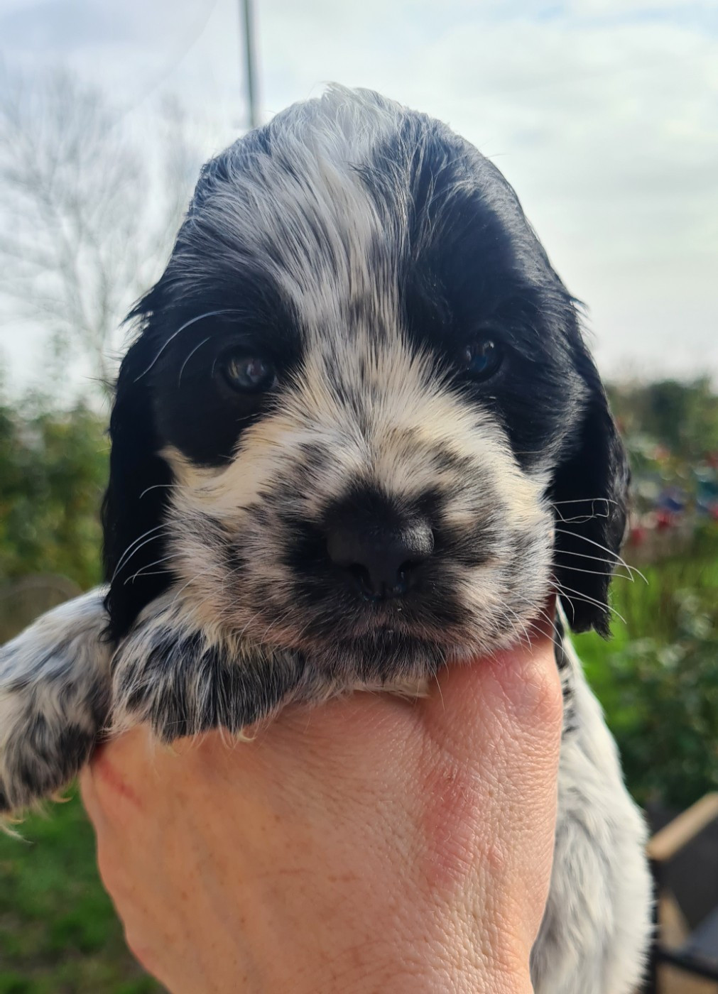 by Khirphileï - Chiots disponibles - Cocker Spaniel Anglais