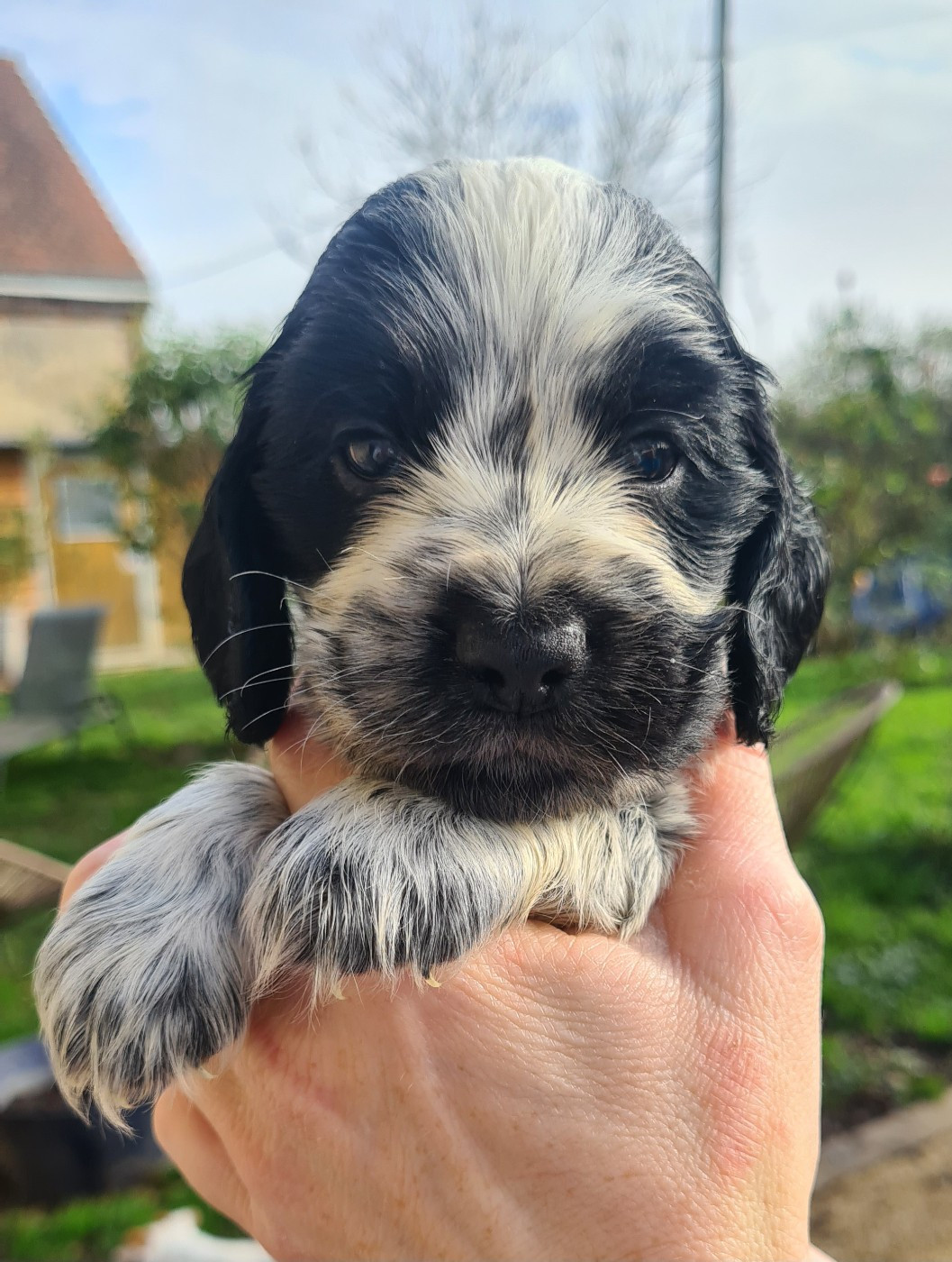 by Khirphileï - Chiots disponibles - Cocker Spaniel Anglais