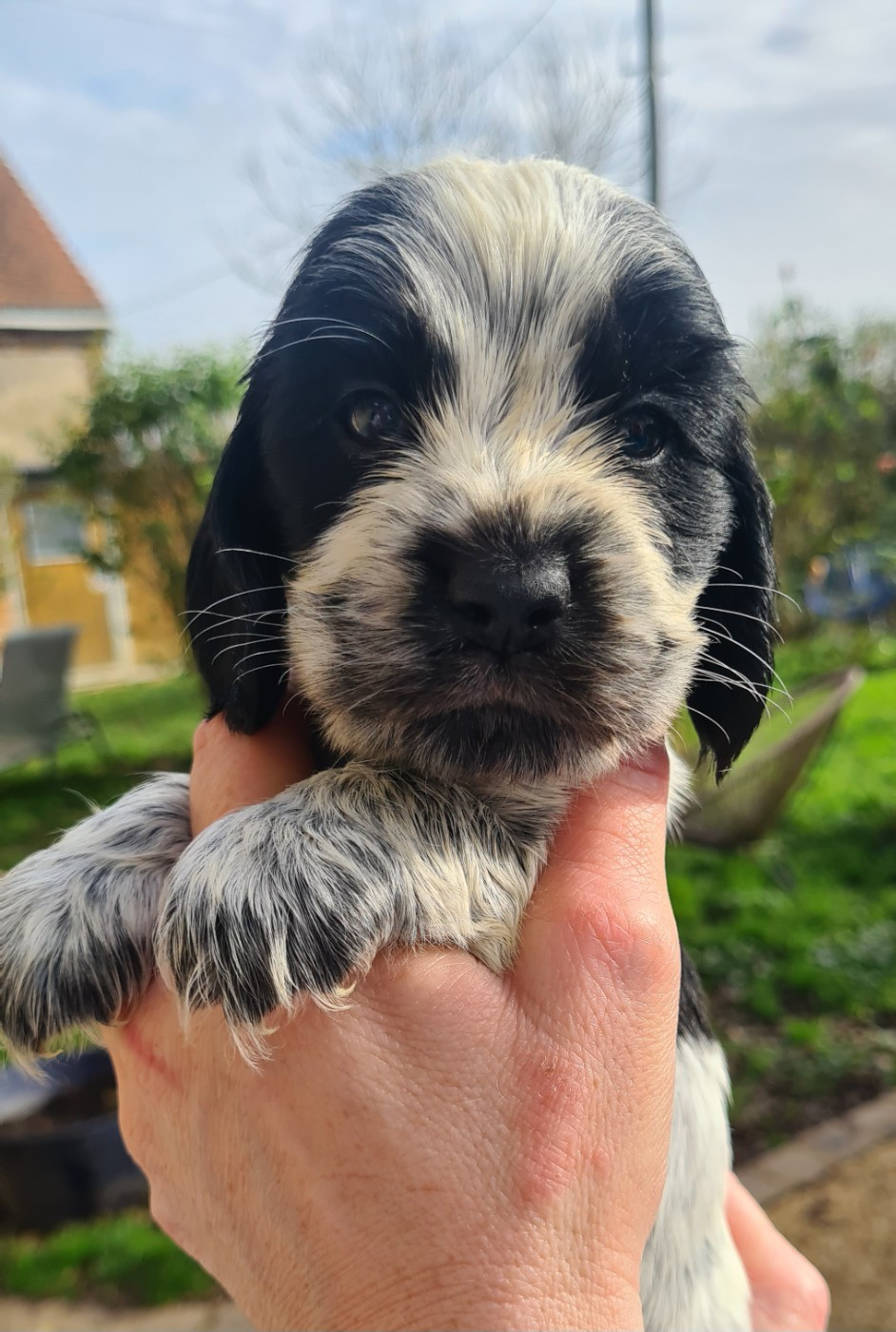 by Khirphileï - Chiots disponibles - Cocker Spaniel Anglais