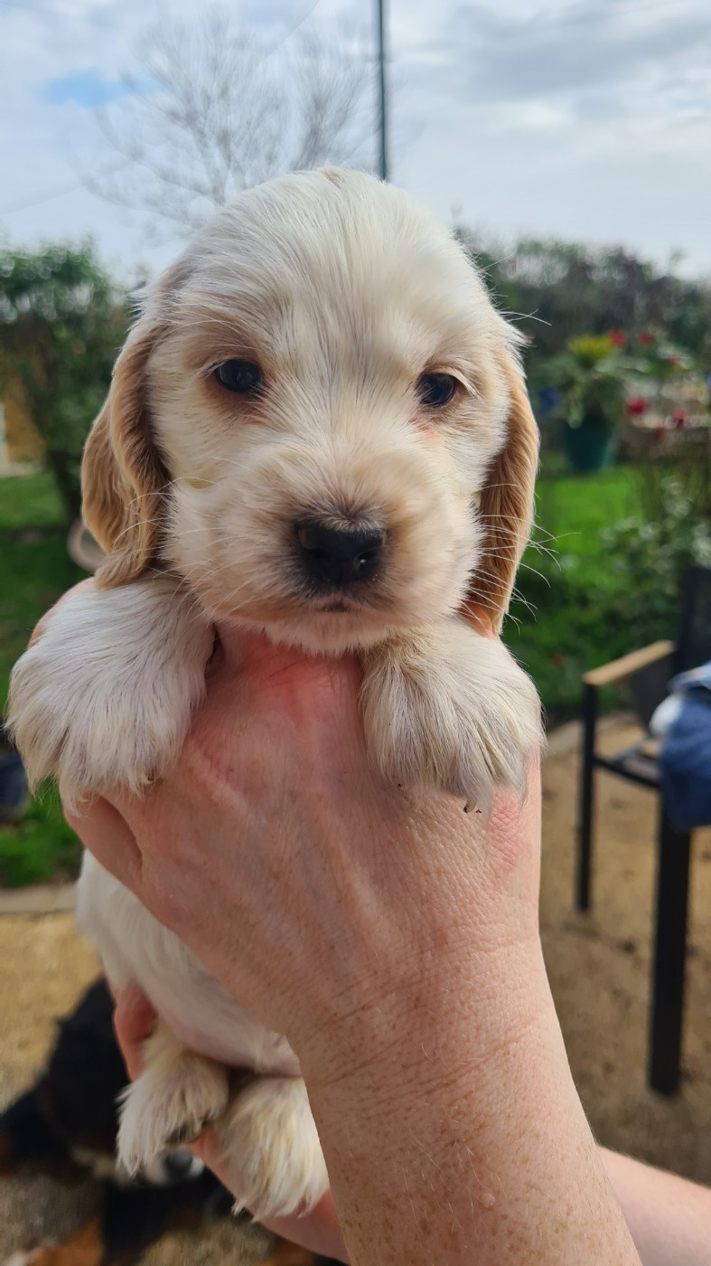 by Khirphileï - Chiots disponibles - Cocker Spaniel Anglais