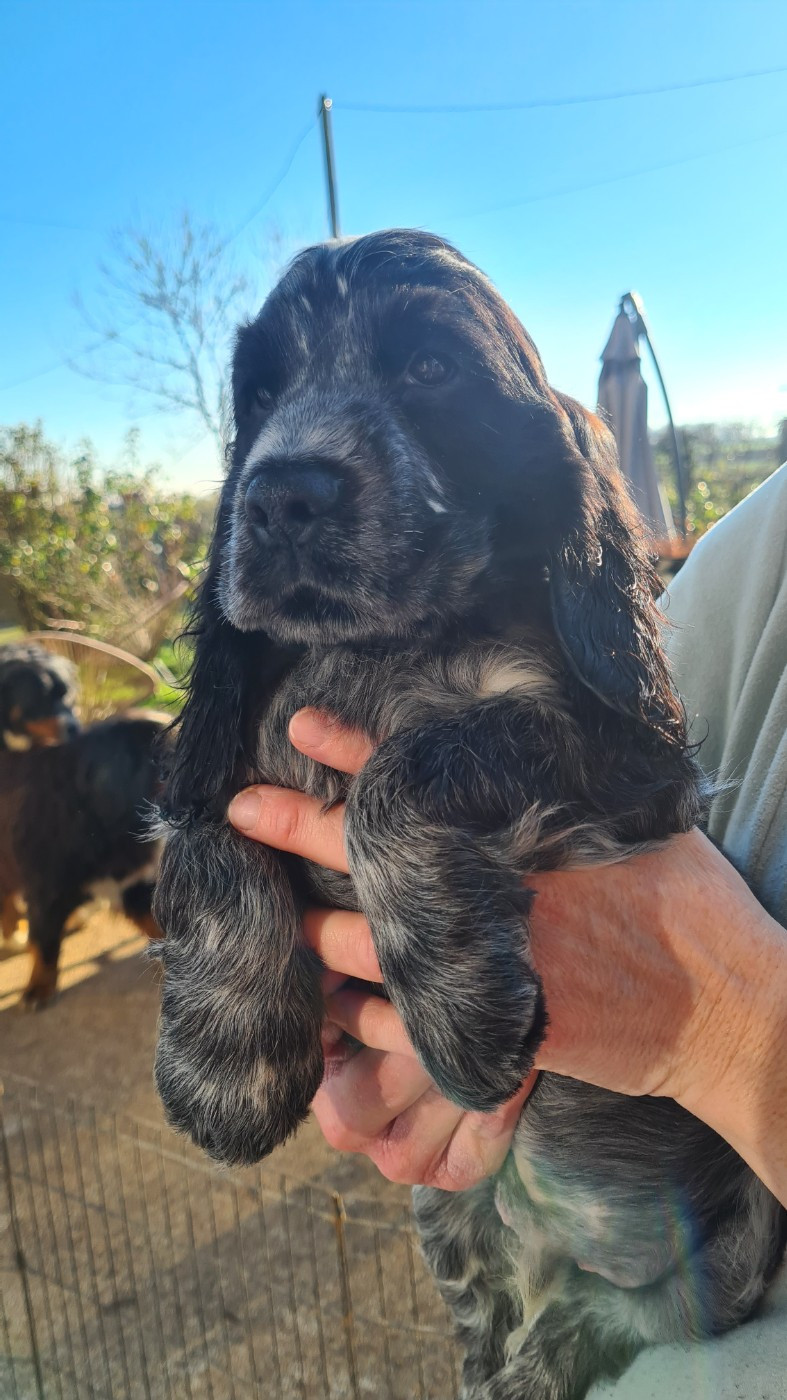 by Khirphileï - Chiots disponibles - Cocker Spaniel Anglais