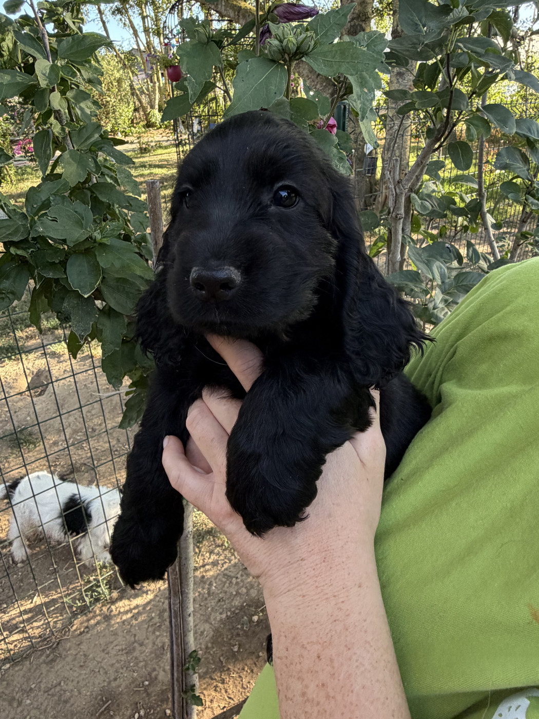 Chiot Cocker Spaniel Anglais by Khirphileï