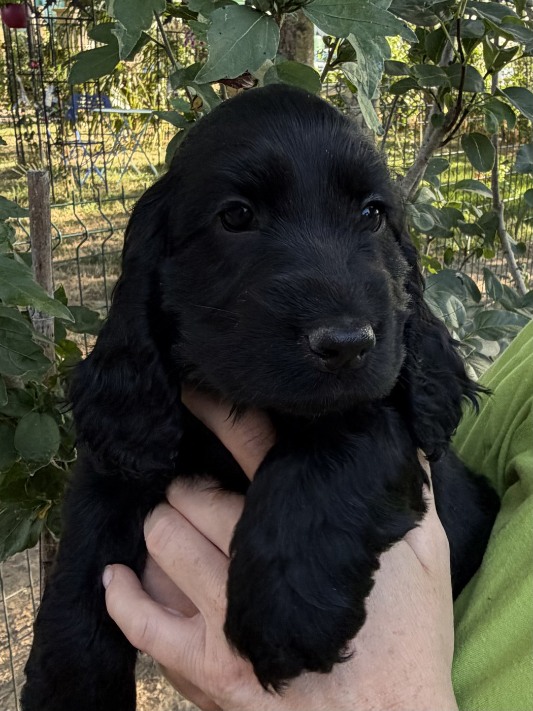 by Khirphileï - Chiots disponibles - Cocker Spaniel Anglais