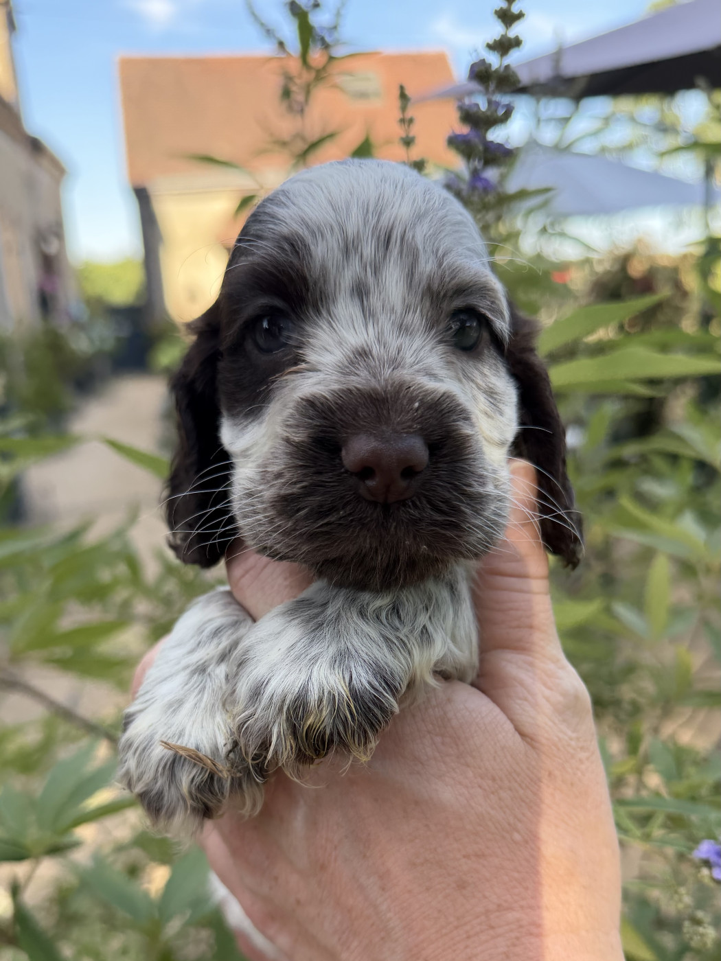 Chiot Cocker Spaniel Anglais by Khirphileï