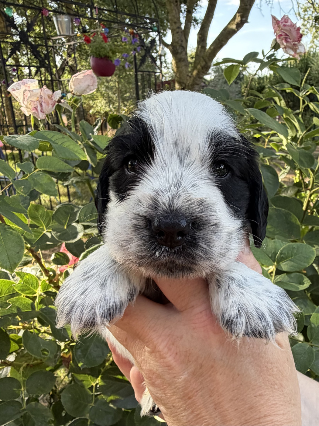 Chiot Cocker Spaniel Anglais by Khirphileï