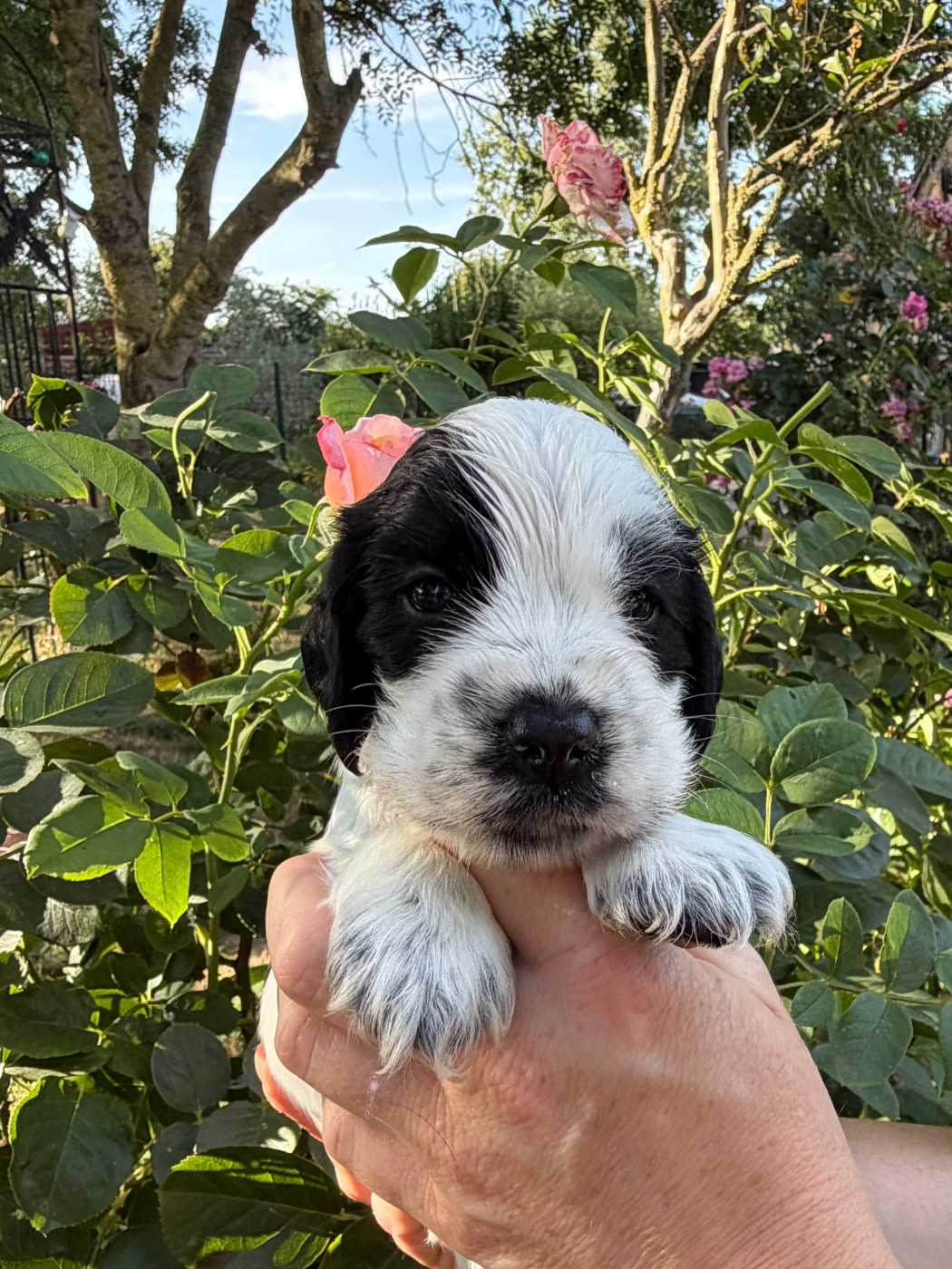 by Khirphileï - Chiots disponibles - Cocker Spaniel Anglais