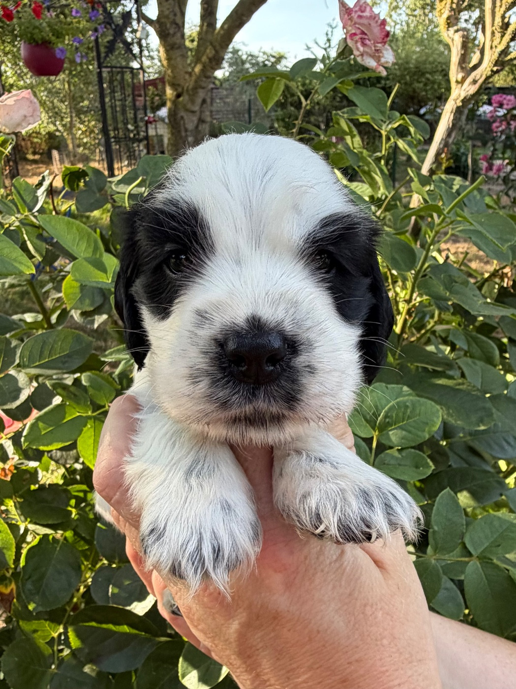 by Khirphileï - Chiots disponibles - Cocker Spaniel Anglais