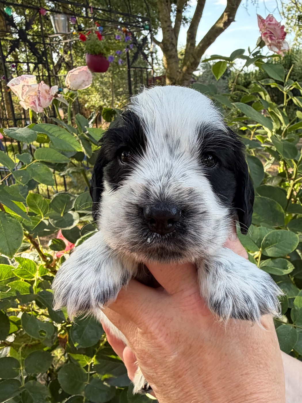 by Khirphileï - Chiots disponibles - Cocker Spaniel Anglais
