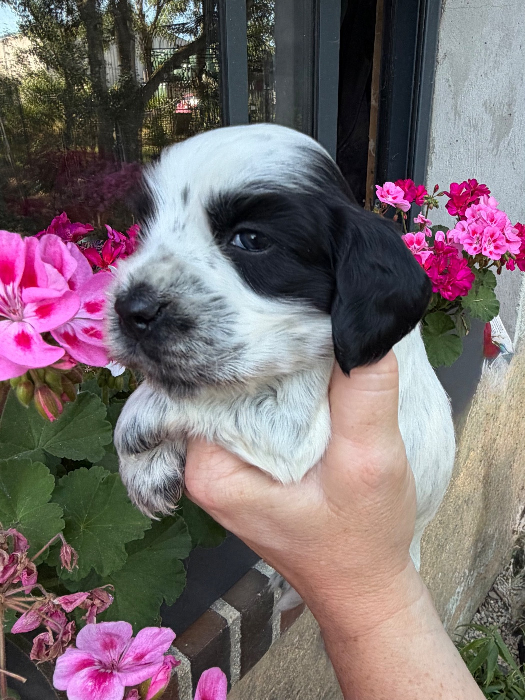 by Khirphileï - Chiots disponibles - Cocker Spaniel Anglais