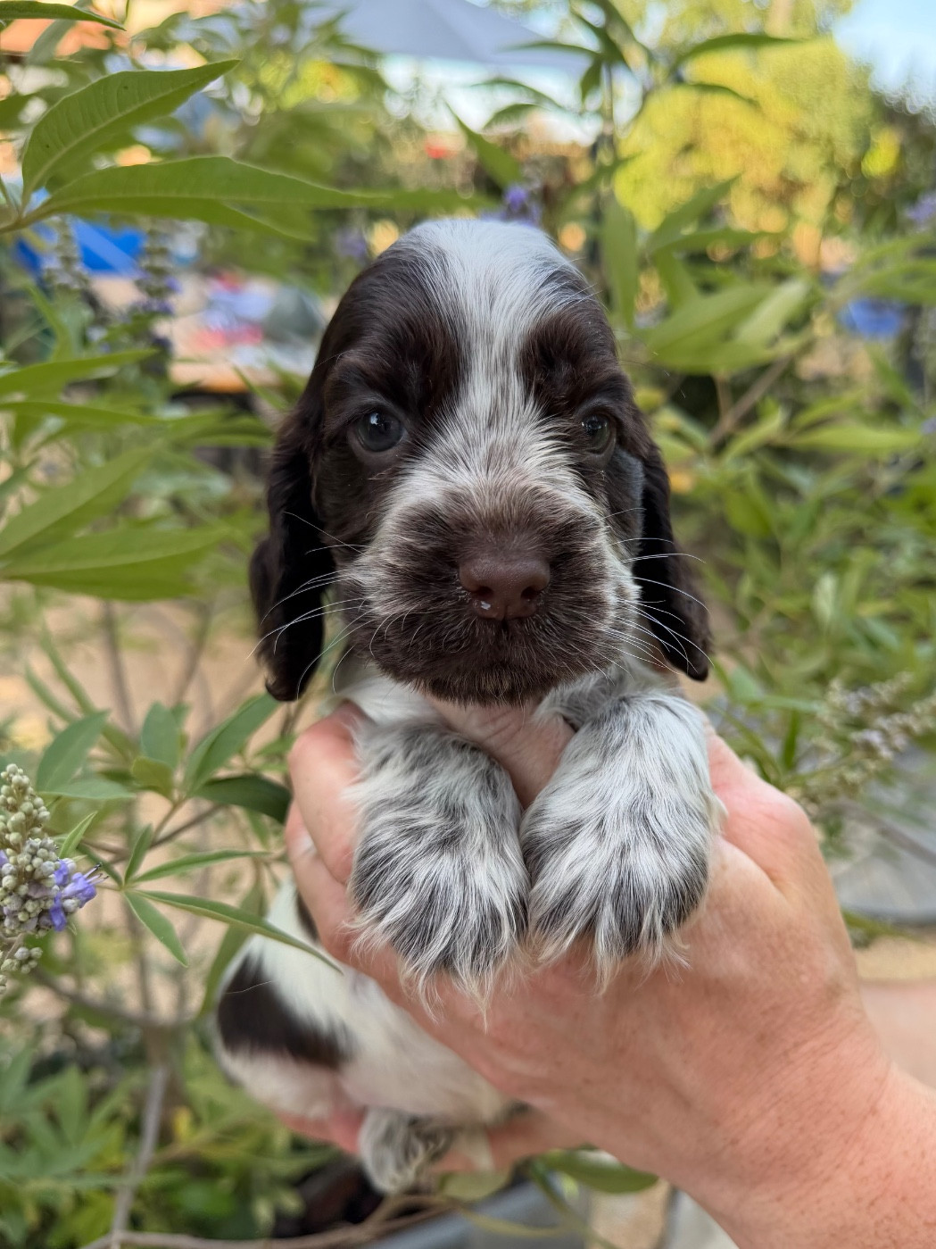 by Khirphileï - Chiots disponibles - Cocker Spaniel Anglais