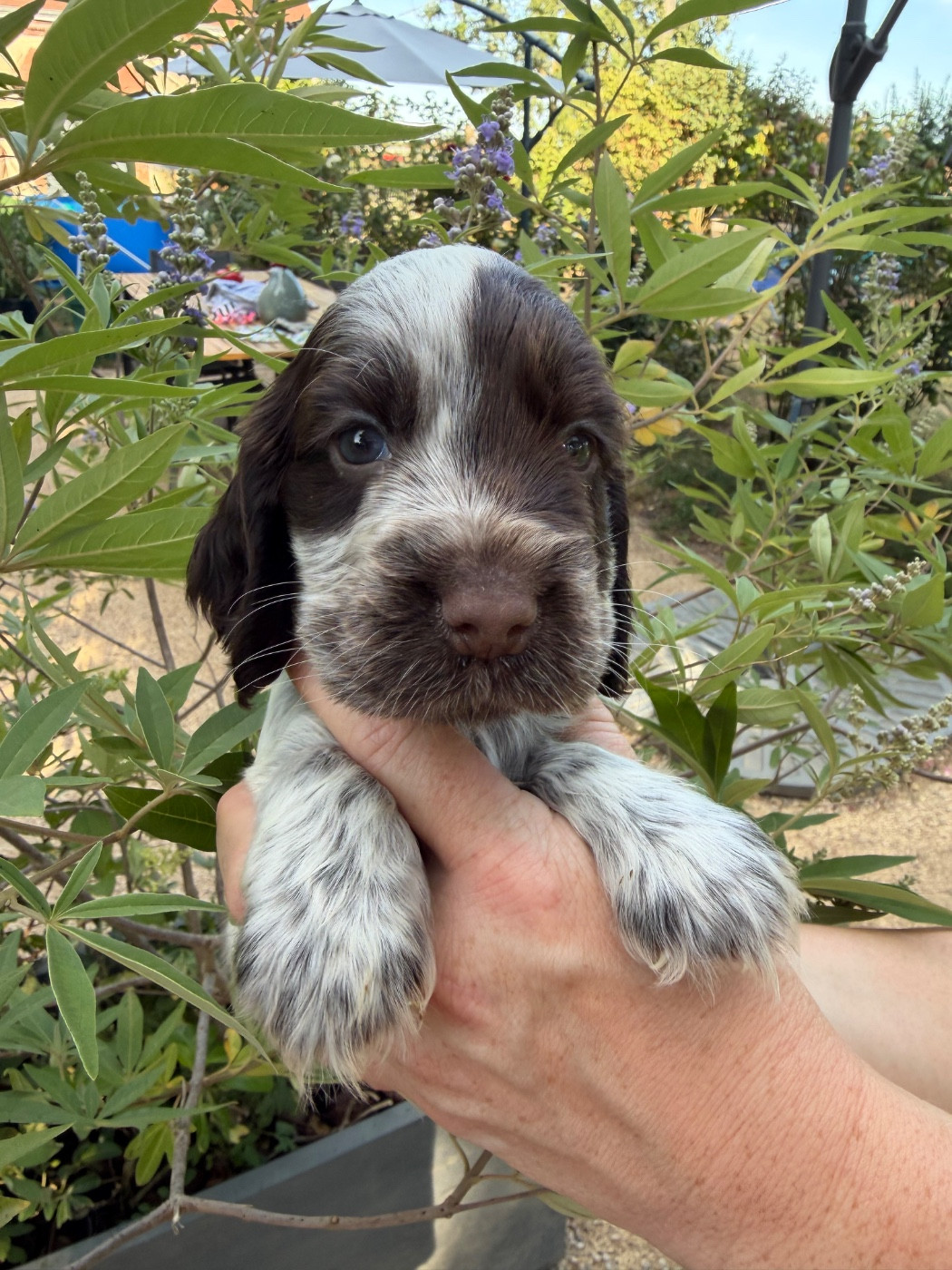by Khirphileï - Chiots disponibles - Cocker Spaniel Anglais