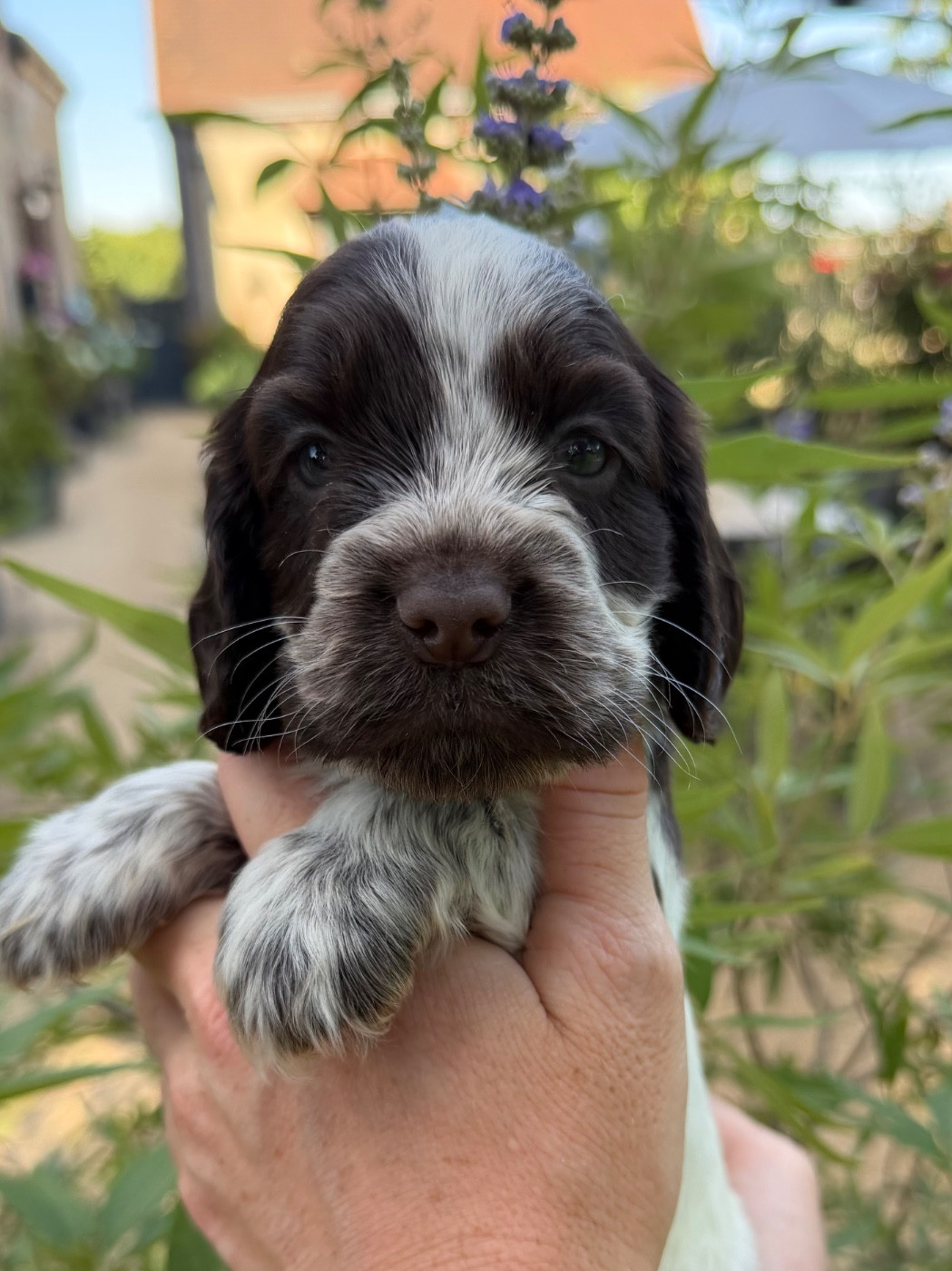 by Khirphileï - Chiots disponibles - Cocker Spaniel Anglais