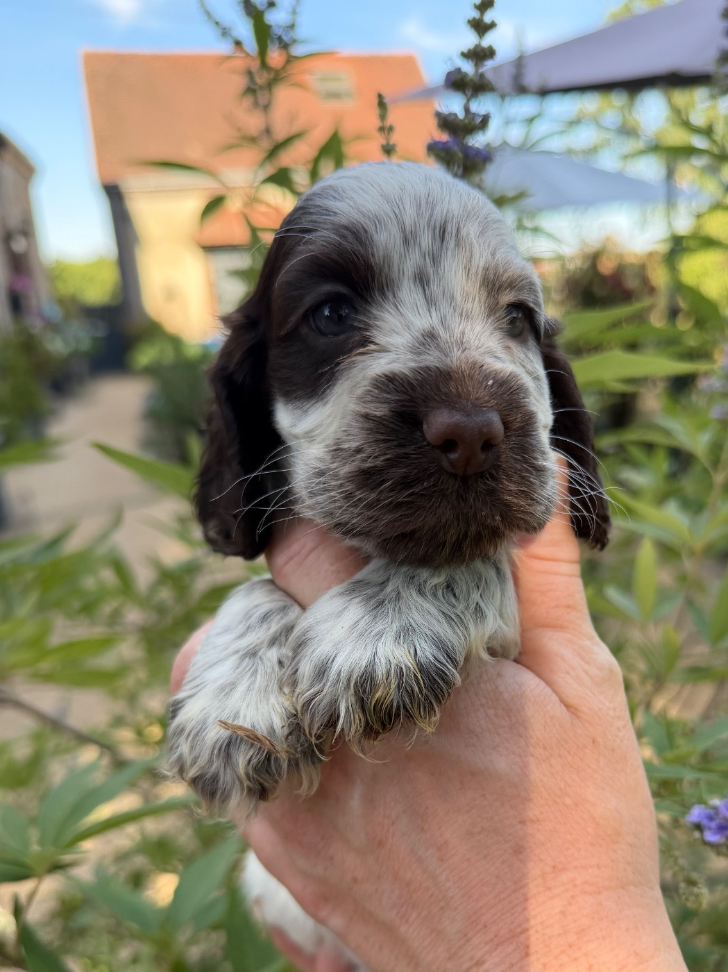 by Khirphileï - Chiots disponibles - Cocker Spaniel Anglais