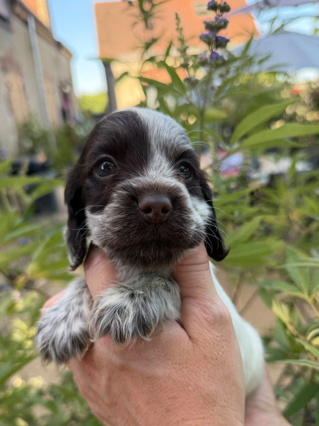 by Khirphileï - Chiots disponibles - Cocker Spaniel Anglais