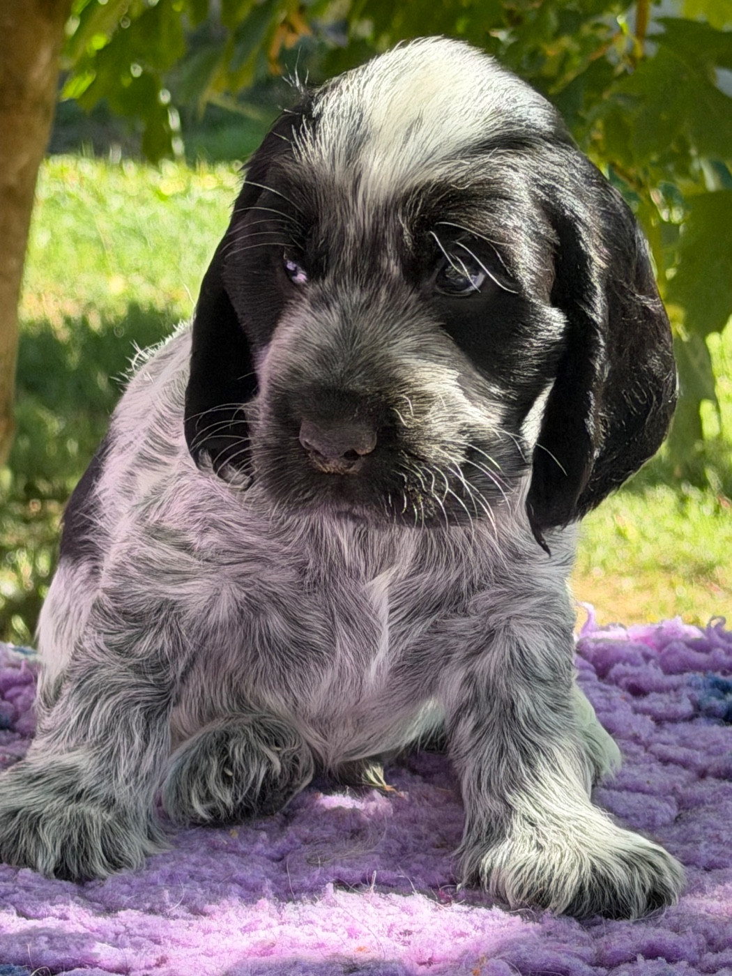 by Khirphileï - Chiots disponibles - Cocker Spaniel Anglais