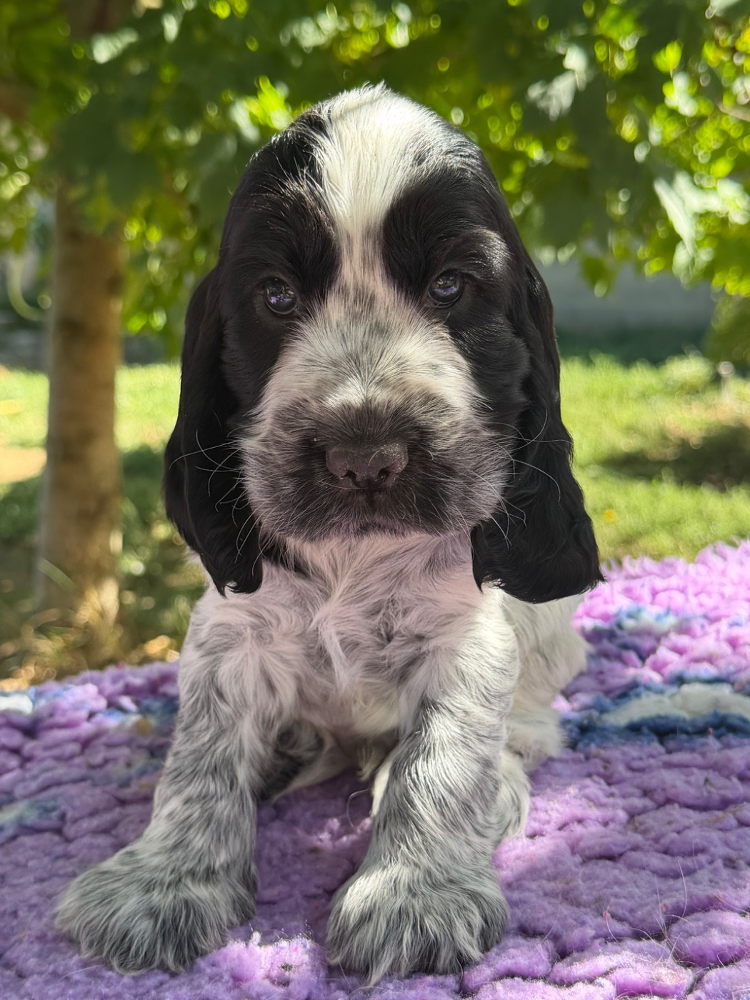 by Khirphileï - Chiots disponibles - Cocker Spaniel Anglais