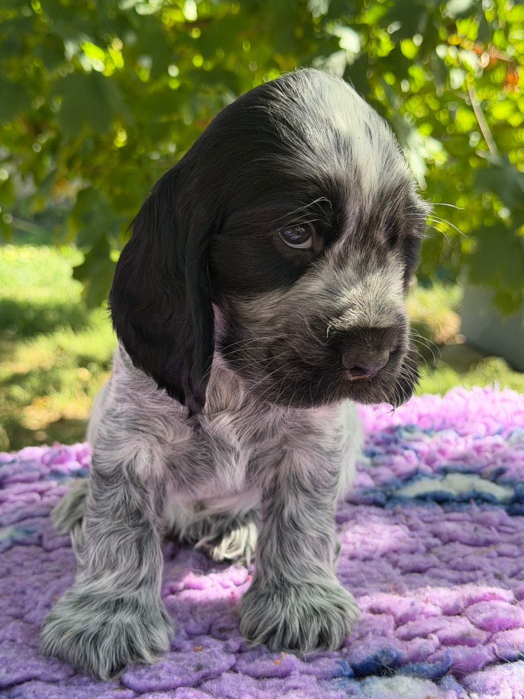by Khirphileï - Chiots disponibles - Cocker Spaniel Anglais