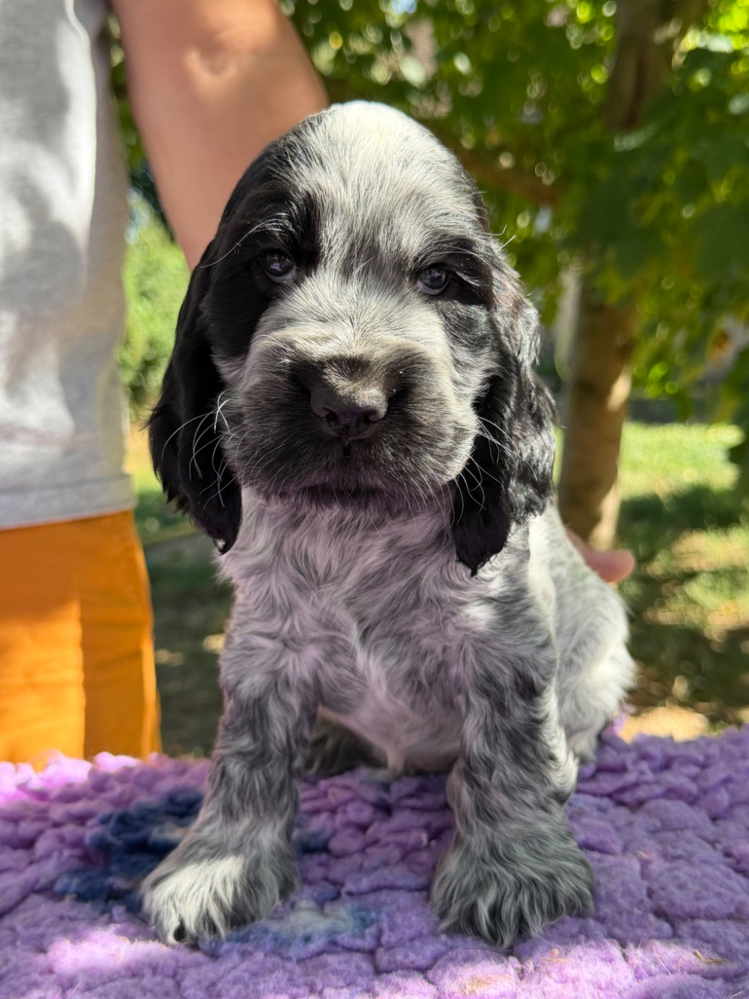 by Khirphileï - Chiots disponibles - Cocker Spaniel Anglais