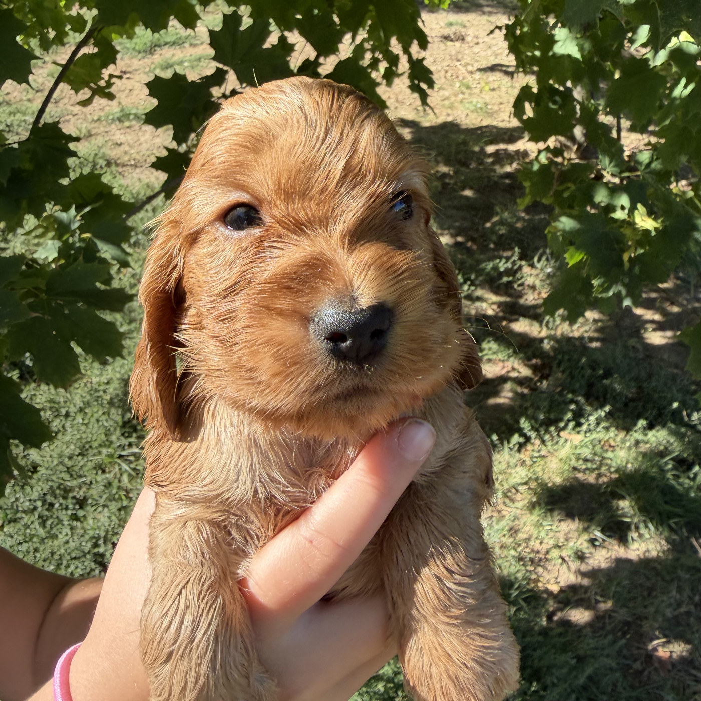 Chiot Cocker Spaniel Anglais by Khirphileï