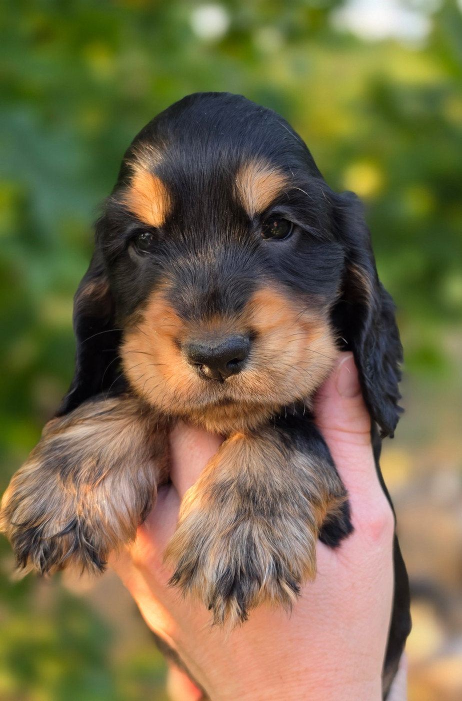 by Khirphileï - Chiots disponibles - Cocker Spaniel Anglais