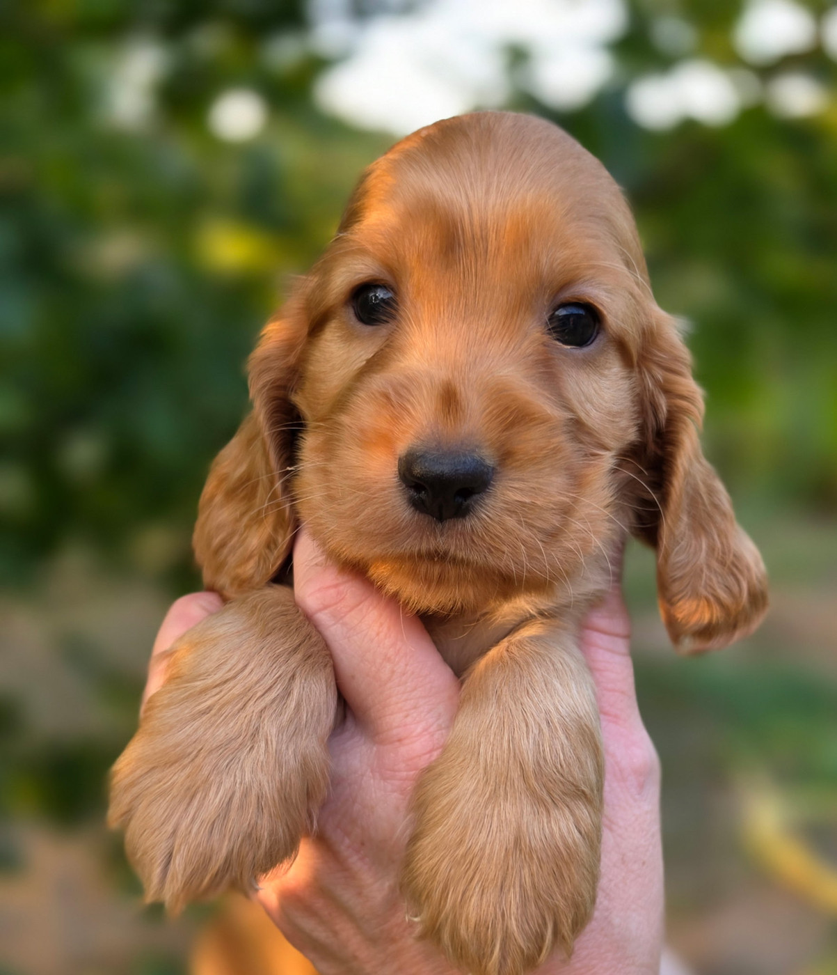 by Khirphileï - Chiots disponibles - Cocker Spaniel Anglais