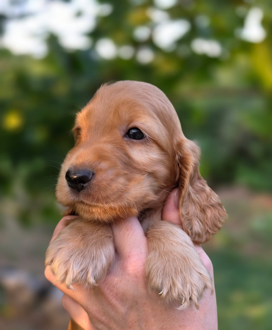 by Khirphileï - Chiots disponibles - Cocker Spaniel Anglais