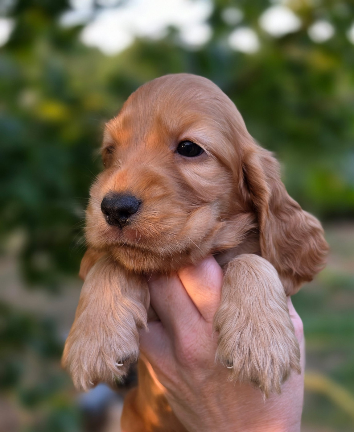 by Khirphileï - Chiots disponibles - Cocker Spaniel Anglais