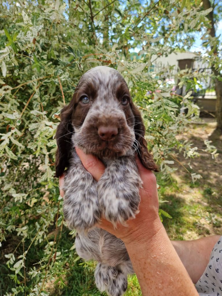 by Khirphileï - Chiots disponibles - Cocker Spaniel Anglais