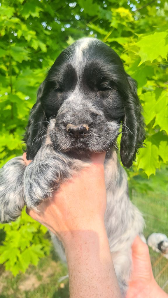 by Khirphileï - Chiots disponibles - Cocker Spaniel Anglais