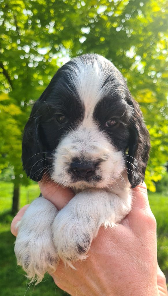 by Khirphileï - Chiots disponibles - Cocker Spaniel Anglais