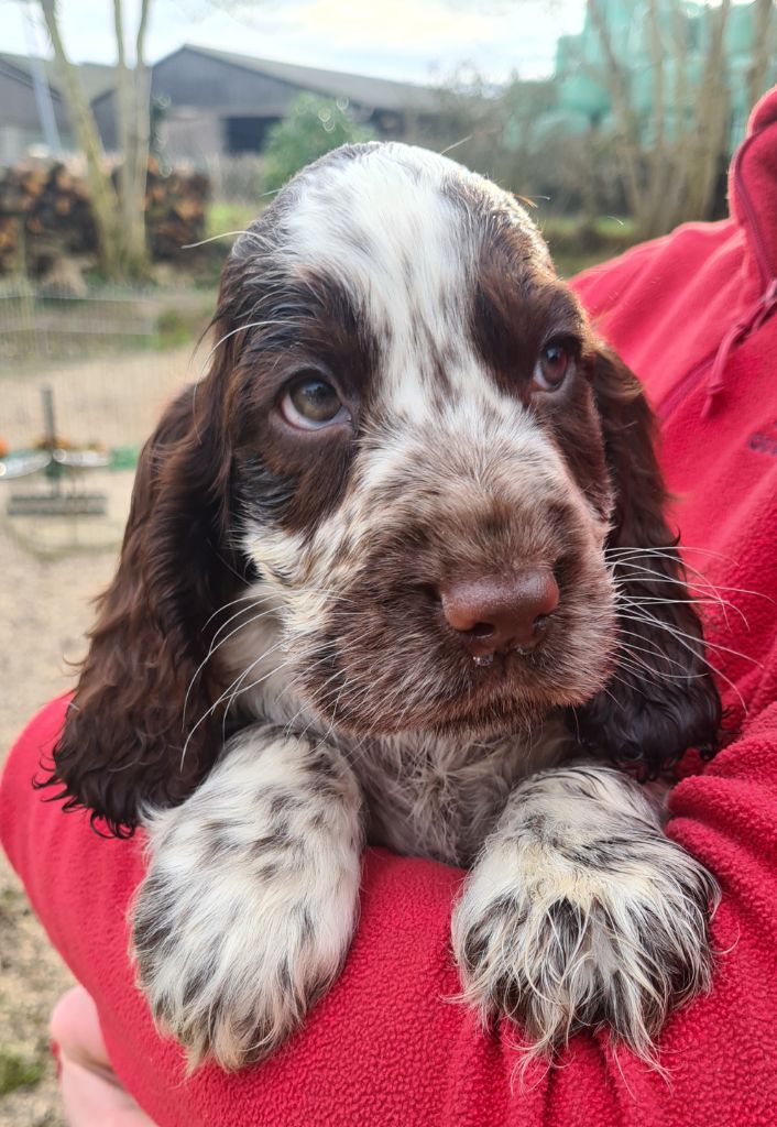 by Khirphileï - Chiots disponibles - Cocker Spaniel Anglais