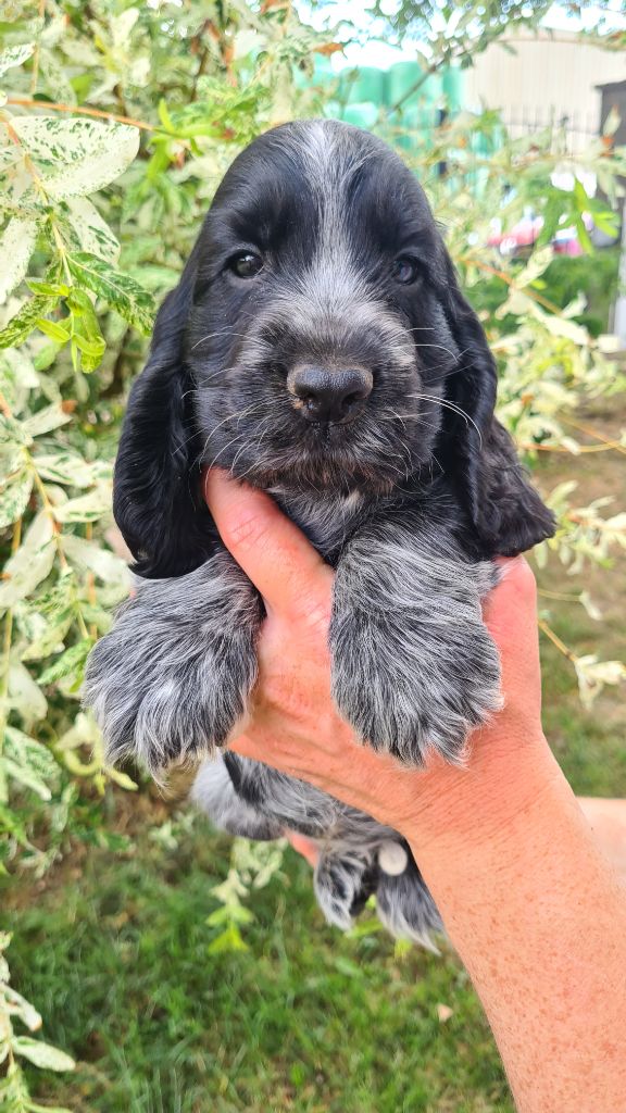 Chiot Cocker Spaniel Anglais by Khirphileï