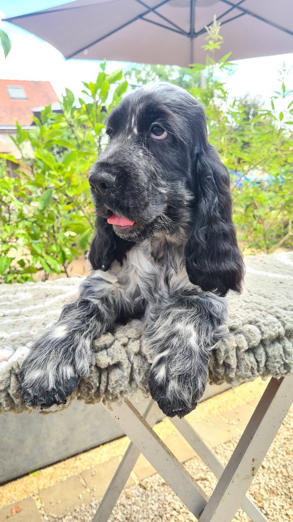 by Khirphileï - Chiots disponibles - Cocker Spaniel Anglais