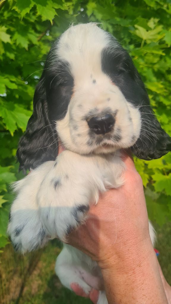 by Khirphileï - Chiots disponibles - Cocker Spaniel Anglais
