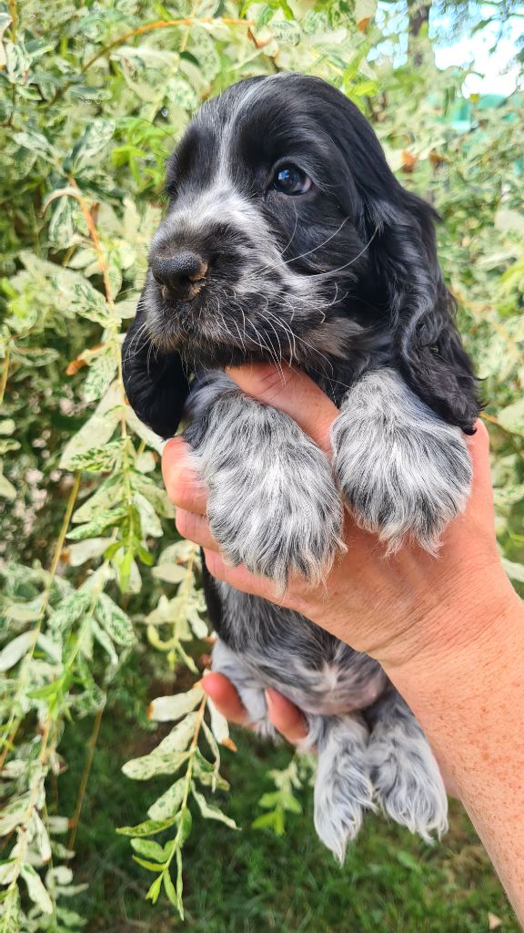 by Khirphileï - Chiots disponibles - Cocker Spaniel Anglais
