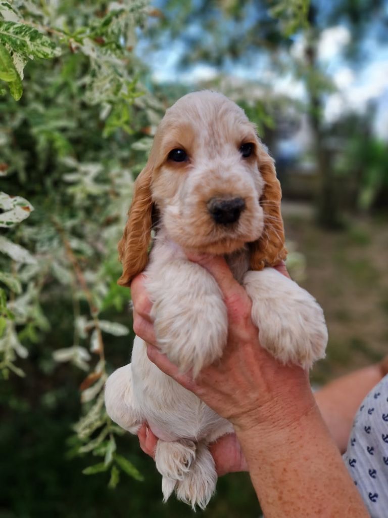 by Khirphileï - Chiots disponibles - Cocker Spaniel Anglais