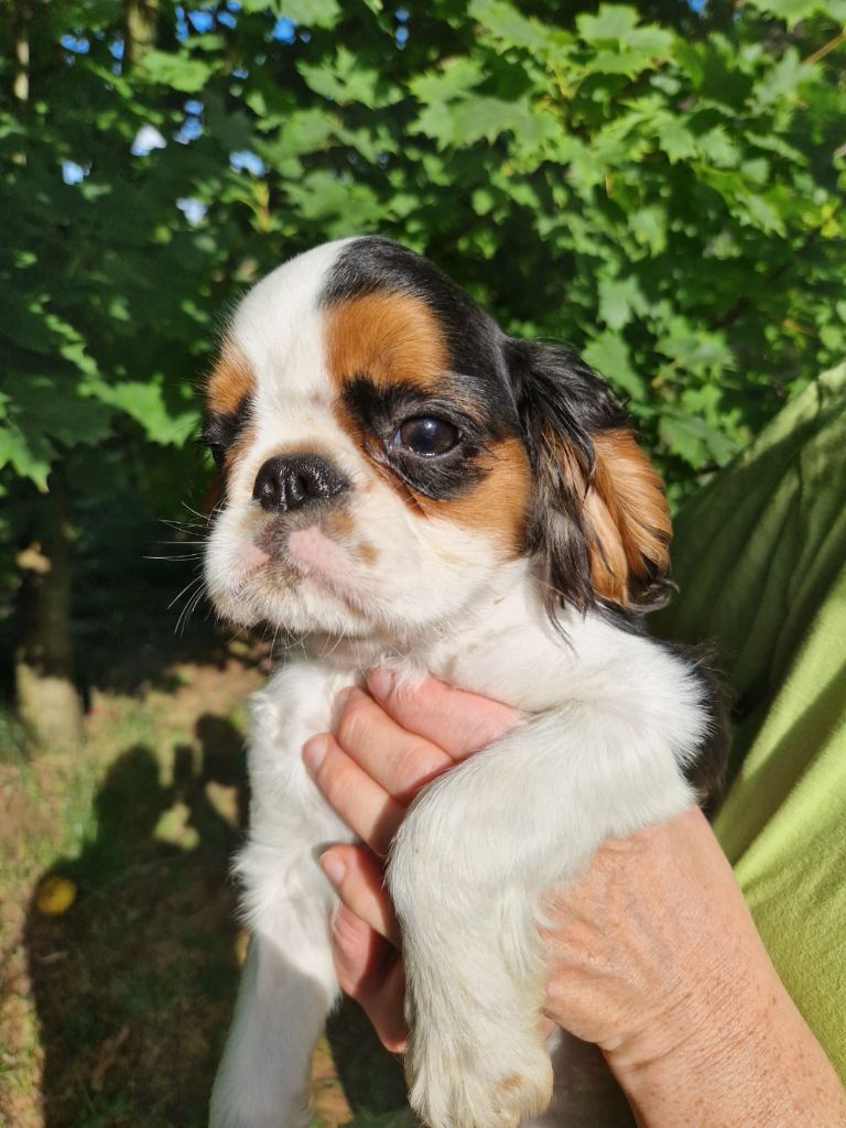 by Khirphileï - Chiots disponibles - King Charles Spaniel