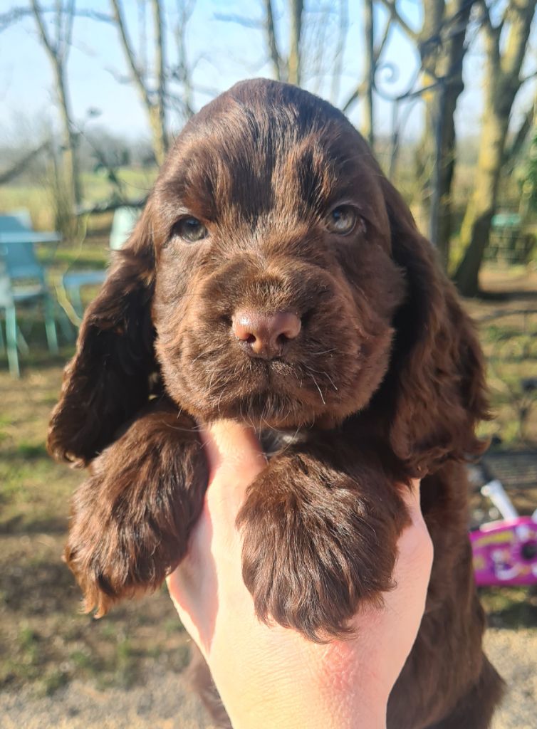 by Khirphileï - Chiots disponibles - Cocker Spaniel Anglais