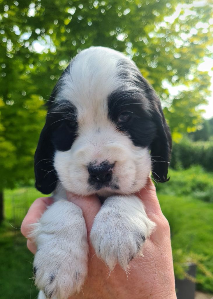 by Khirphileï - Chiots disponibles - Cocker Spaniel Anglais