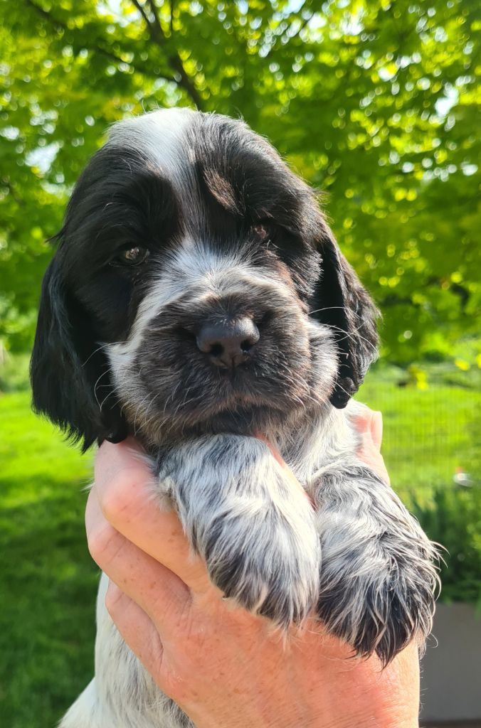 by Khirphileï - Chiots disponibles - Cocker Spaniel Anglais