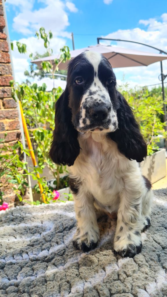 by Khirphileï - Chiots disponibles - Cocker Spaniel Anglais